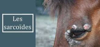 Dermatologie Et Problemes De Peau Chez Le Cheval Classequine
