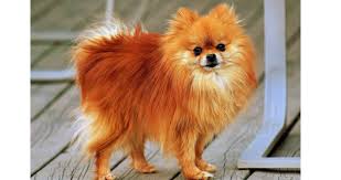 feeding tips to pomeranian pets world