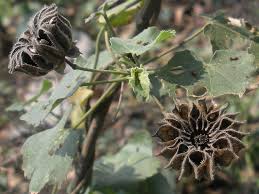 Image result for Sida veronicifolia