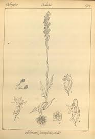 Image result for Habenaria peristyloides