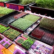 Quick start, low power, no flash are the advantages that save energy. What Lights Do I Need To Grow Microgreens Bootstrap Farmer