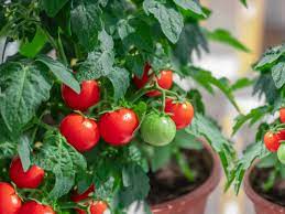 Cherry tomatoes are great for use start red cherry large fruited tomato seeds indoors in a sunny location 6 weeks prior to warm weather. Common Mistakes Growing Tomatoes In Containers