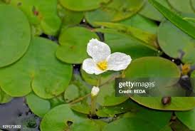 Image result for Hydrocharitaceae
