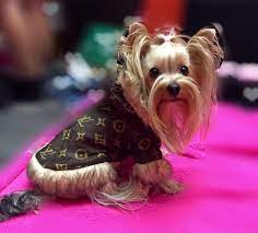Jan 26, 2021 · the yorkie, or yorkshire terrier, is a toy dog that usually weighs between 5 and 7 pounds, standing from 6 to 9 inches tall. Best Yorkie Clothes And Outfits Yorkie Life