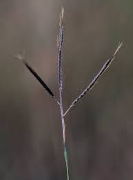 Image result for Dichanthium