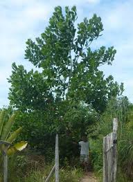 Image result for Acacia mangium