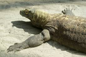 Le varan de komodo son habitat il ne vit que dans des île gili motang. L Actu Pour Les Enfants Le Varan De Komodo Un Dragon Tres Utile