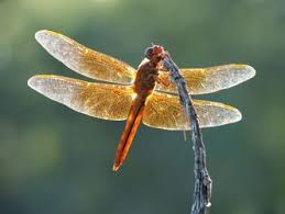 Image result for Pterygota