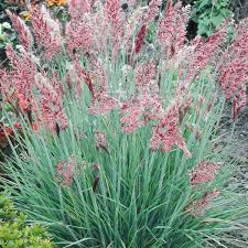 Image result for Melinis longiseta