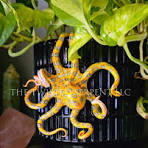 Hand-painted reptile decor for plant spaces