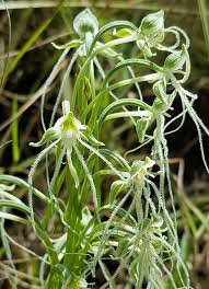 Image result for Habenaria disparilis