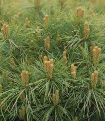 Image result for Pinus strobus
