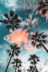 Palm tree aesthetic | california and hawaii photography. Hurt Chapter 6 New Home Palm Trees Wallpaper Palm Tree Photography Palm Trees Tumblr