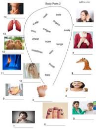 Match the parts of body. 3 Body Parts Vocabulary Worksheets For English Language Students