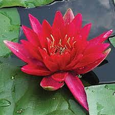 Image result for Nymphaea sulphurea