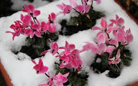 Le cyclamen d'extérieur se cultive aussi bien en pot qu'en jardinière ou en vasque. Garder Fleuri Un Cyclamen Pendant L Hiver