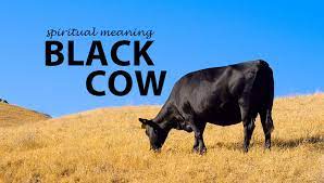 You must embrace your spiritual journey and do not be afraid of this transformation. Spiritual Meaning Of Black Cows Symbols And Synchronicity