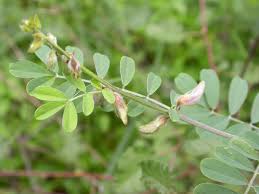 Image result for Tephrosia villosa