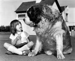 Black And White St Bernard Omg I Want This Pic Saint Bernard And His Girl St Bernard Dogs Bernard Dog St Bernard