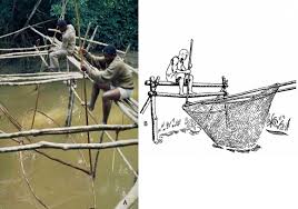 Image result for Clappertonia polyandra