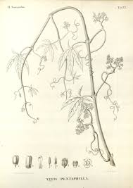 Image result for Ampelocissus multistriata