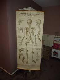 English School Poster With The Human Skeleton Anatomical