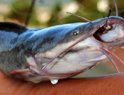 Ikan kerapu juga termasuk jenis ikan yang bisa hidup di ekosistem air payau. 4 Jenis Ikan Lele Yang Sering Dibudidaya