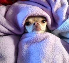 21 Cosas Que Solo Las Personas Que Siempre Tienen Frio Podran Entender Animales Bonitos Memes De Frio Humor De Perros