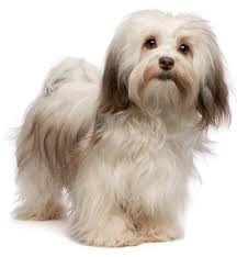 Check spelling or type a new query. Find Tests Veterinary Genetics Laboratory