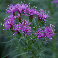 Image result for Vernonia smithiana