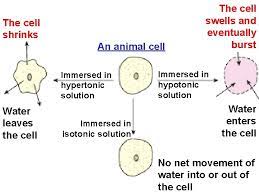 This process is called exosmosis. Chapter 5 Cell Activities 5 1 The Concept