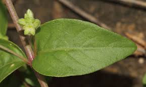 Image result for Psilotrichum