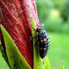 Chrysalide de coccinelle à 7 points. Larve De Coccinelle A 7 Points Photo Et Image Macro Nature Macro Insectes Coccinelles Images Fotocommunity