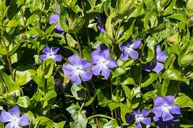 Image result for Vinca major