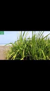 Image result for Pandanaceae