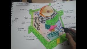 Draw a second outline inside the first to represent the cell membrane. How To Draw Plant Cell 2 Youtube