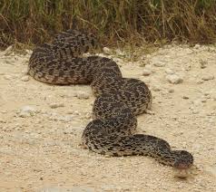 Bull snakes tend to get a little larger & huskier, but they can & do interbreed in the wild where their ranges overlap. Creatures Among Us The Bull Snake A Welcome Valley Resident Port Isabel South Padre Press