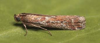 Image result for Delplanqueia inscriptella