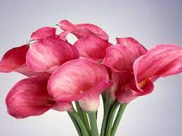 Pink Callas Calla Lily Flowers Pictures Of Calla Lilies Pink Calla Lilies
