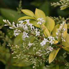 Image result for Ligustrum