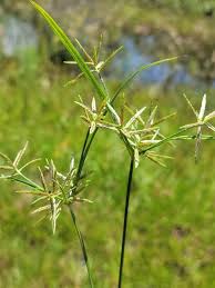 Image result for Cyperus sp.no.6