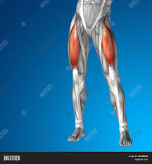 Peroneal tendonitis affects these tendons, and can make movement difficult and painful. Concept Or Conceptual 3d Adductor Longus Human Upper Leg Anatomy Or Anatomical And Muscle On Blue Gr Image Stock Photo 94148234