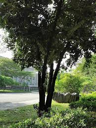 Image result for Diospyros abyssinica