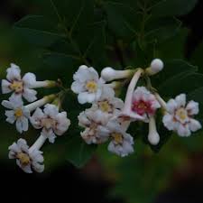 Image result for Schrebera