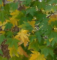 Read on for more suggestions on where to see fall color: Pin On Plant Material