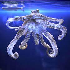 Kraken is more than just a bitcoin trading platform. Peter Godfrey Smith Der Krake Ein Neues Buch Uber Das Meer Und Die Tiefen Ursprunge Des Bewusstseins Literatur