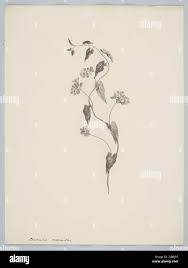 Image result for Jacquemontia paniculata