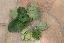 Image result for Terminalia mollis