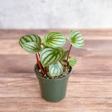 Image result for Peperomia molleri