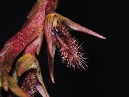 Image result for Sarcophrynium schweinfurthianum